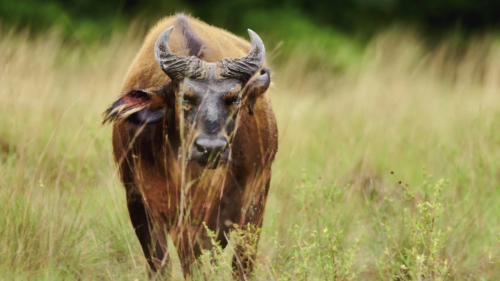Buffle dans le territoire qui entoure le domaine